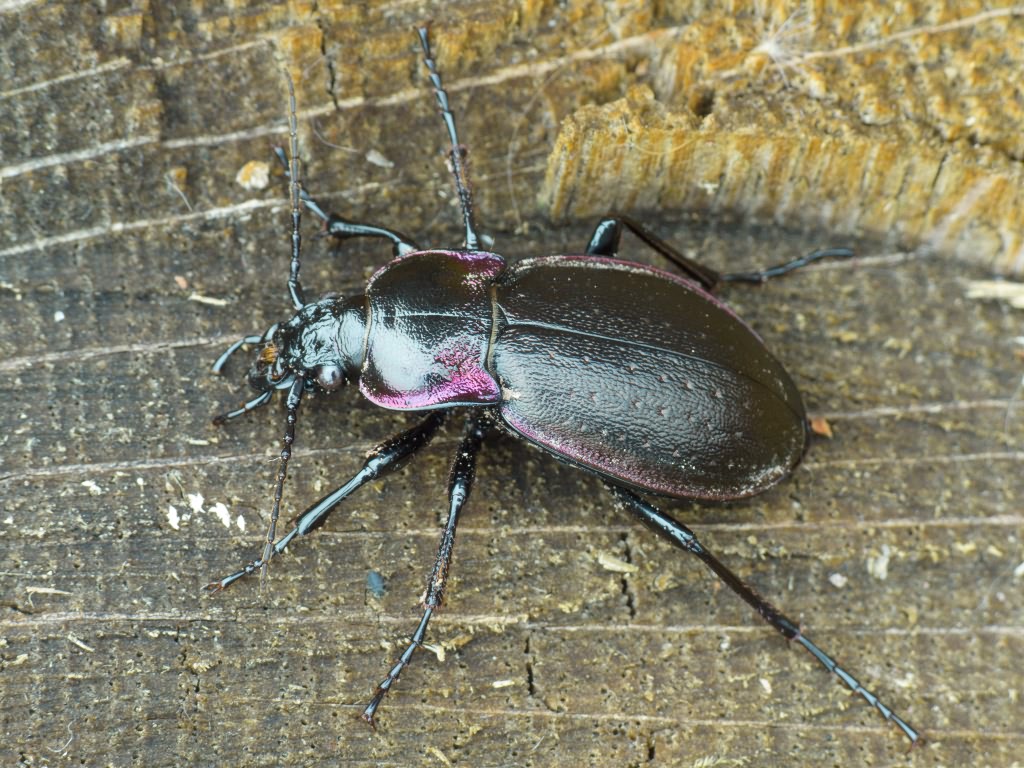 Carabus nemoralis O.F. Muller, 1764